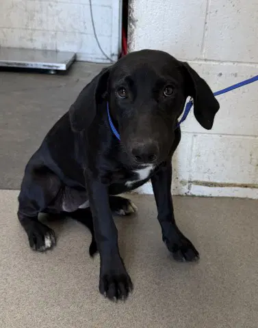 Baby - Labrador Retriever