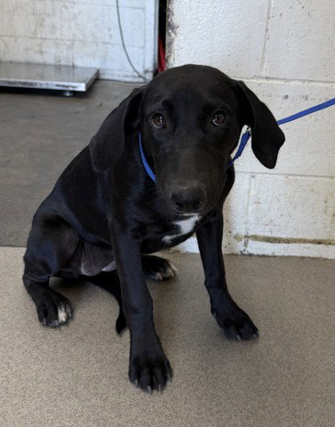 BABY, a dog for adoption from San Bernardino City Animal Control