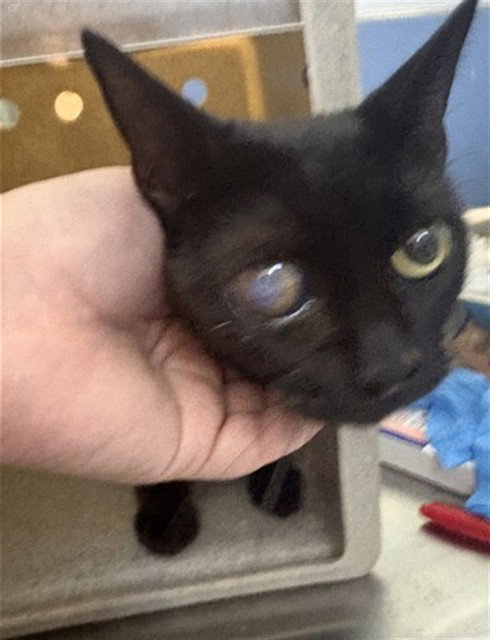 ASHLEY, a cat for adoption from San Bernardino City Animal Control