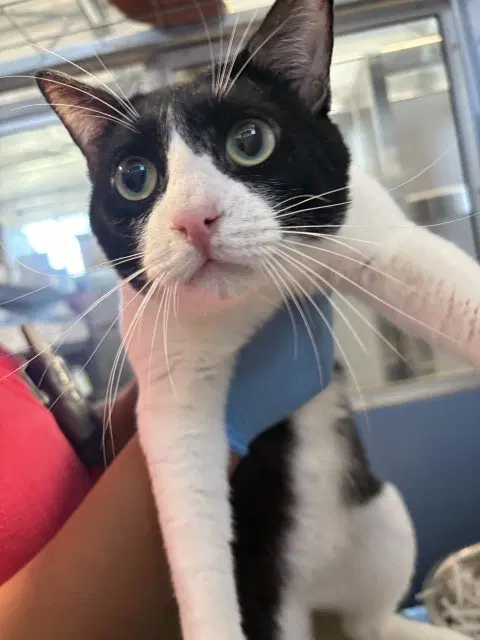 Andy - Domestic Short Hair