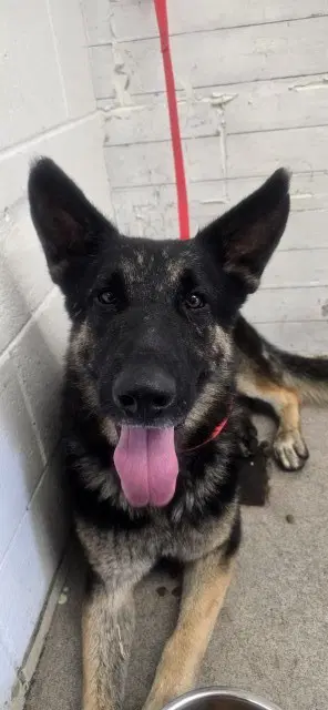 Artie - German Shepherd Dog