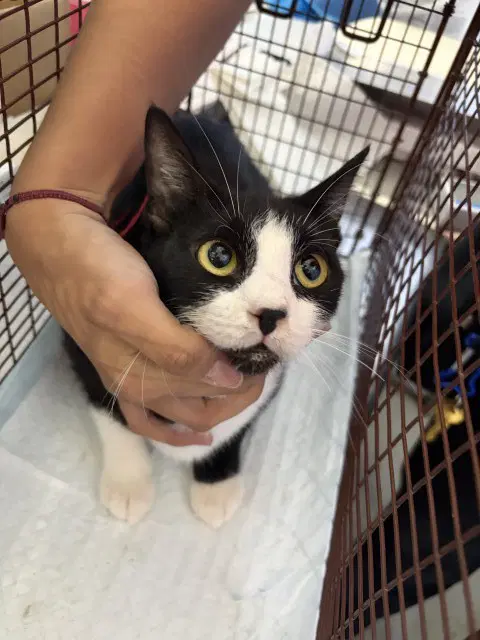 Anna - Domestic Short Hair
