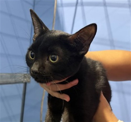 ALEX, a cat for adoption from San Bernardino City Animal Control