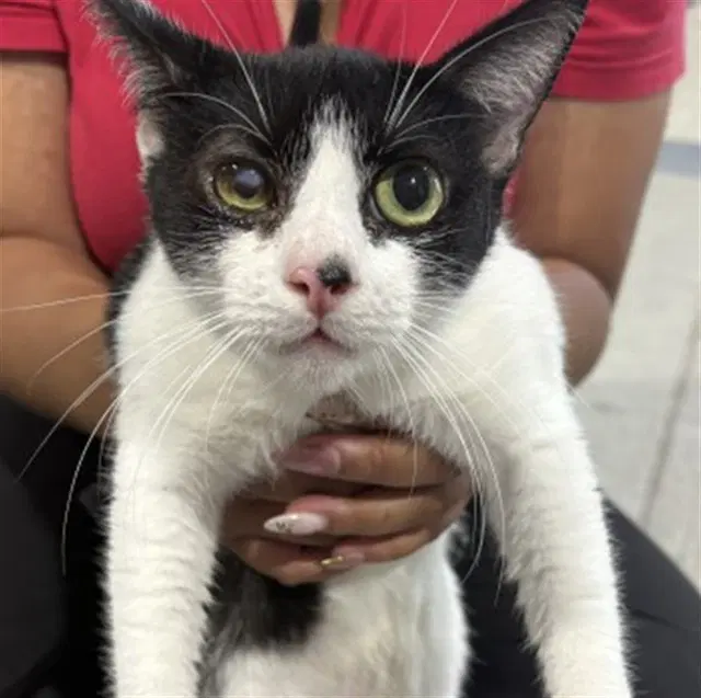 Annie - Domestic Short Hair