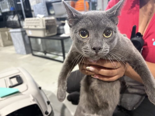 ALFIE, a cat for adoption from San Bernardino City Animal Control