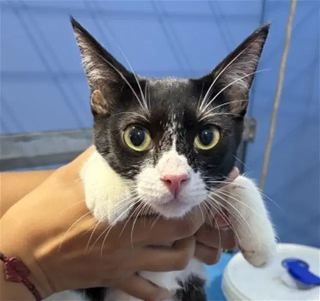 Ariel - Domestic Short Hair