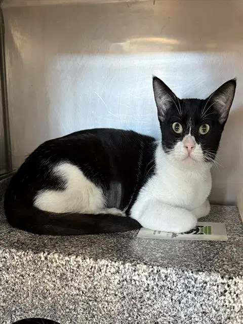 Ariel - Domestic Short Hair