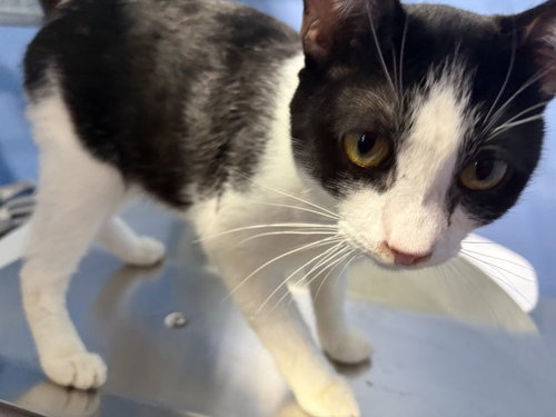 ALVIN, a cat for adoption from San Bernardino City Animal Control