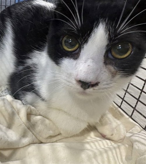 AMOS, a cat for adoption from San Bernardino City Animal Control