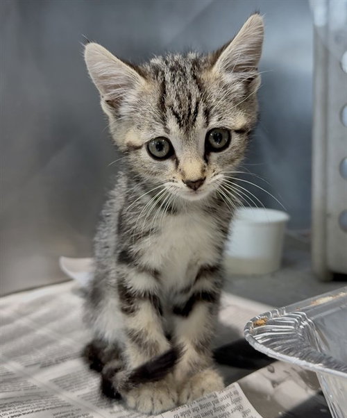 Allie, Domestic Short Hair (medium coat)
