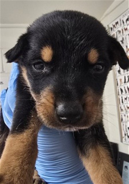 BAILEY, a dog for adoption from San Bernardino City Animal Control