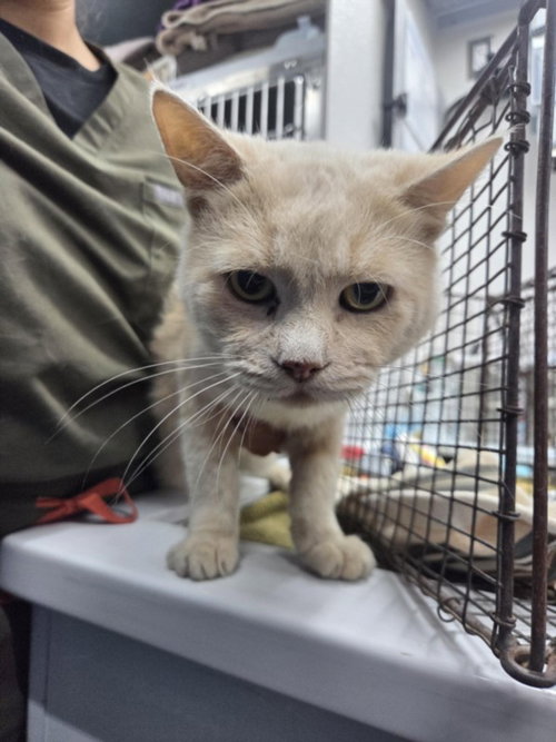 Professor Purrington, Domestic Short Hair (medium coat)
