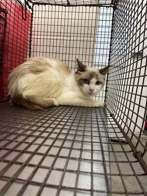 Kit-Kat - Domestic Medium Hair