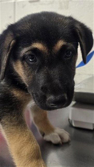 Cider, German Shepherd Dog / Mixed (medium coat)