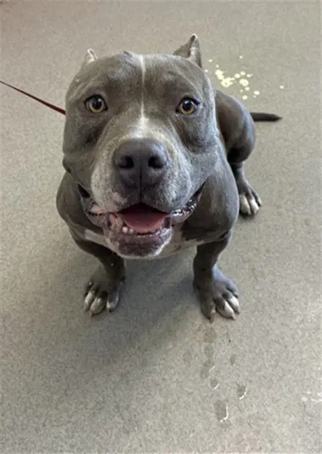 Tic Tac - Pit Bull Terrier
