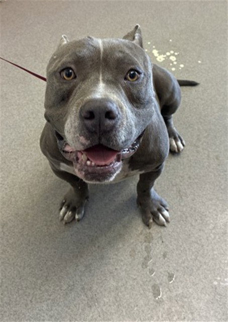 Tic Tac, Pit Bull Terrier (medium coat)