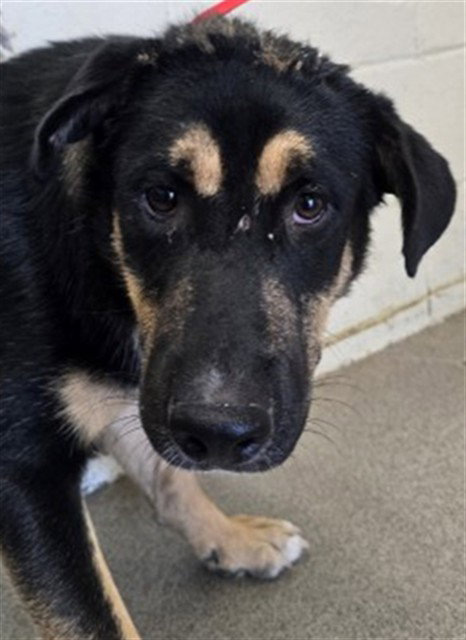 Thor, German Shepherd Dog (medium coat)