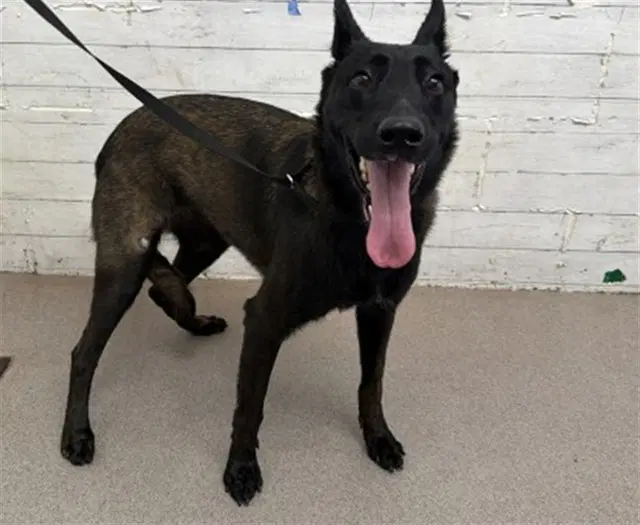 Yazmin - Belgian Shepherd Malinois