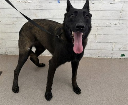 Yazmin, Belgian Shepherd Malinois (medium coat)