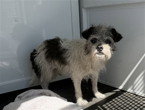Sprout, Poodle (Miniature) (medium coat)