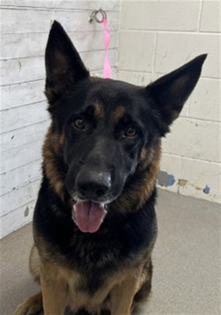 Hazel, German Shepherd Dog (medium coat)