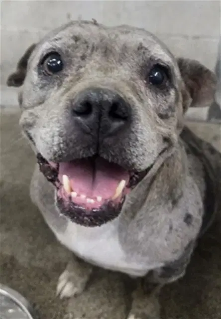 Dahlia - American Pit Bull Terrier