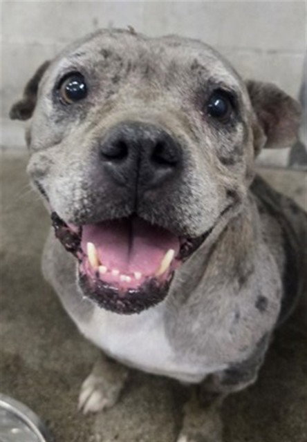 Dahlia, American Pit Bull Terrier / Mixed (medium coat)