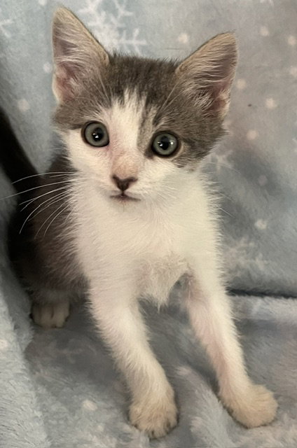Ethel, Domestic Short Hair (medium coat)