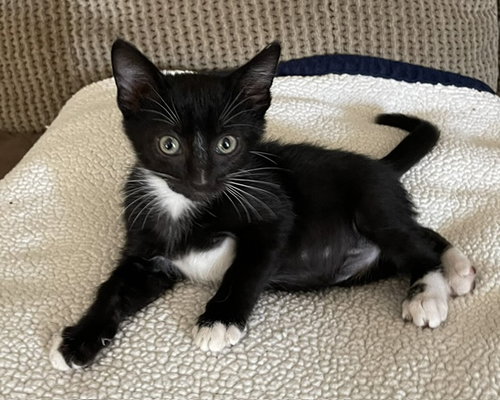Lucy, Domestic Short Hair (medium coat)