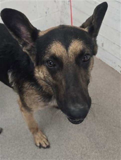 Larry, German Shepherd Dog (medium coat)