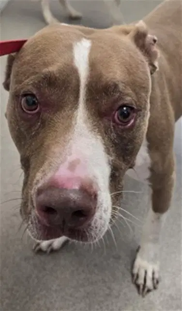 Cole - American Pit Bull Terrier