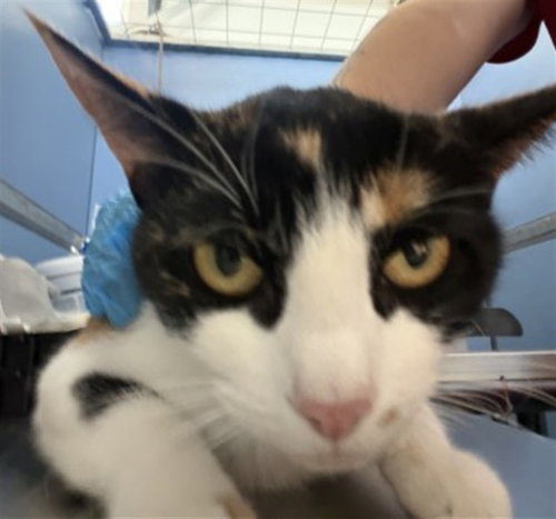 Rebecca, Domestic Short Hair (medium coat)