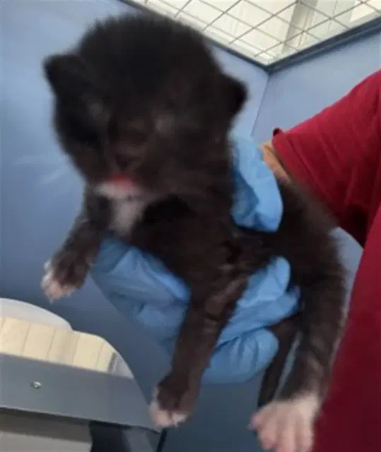Cory - Domestic Short Hair