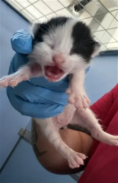 Nieve - Domestic Short Hair