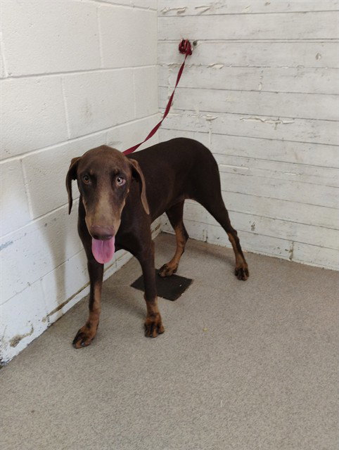 Mazapan, Doberman Pinscher (medium coat)