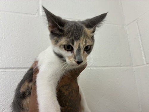 Emily, Domestic Short Hair (medium coat)