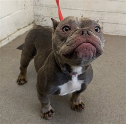 Leanna, Bulldog / Mixed (medium coat)