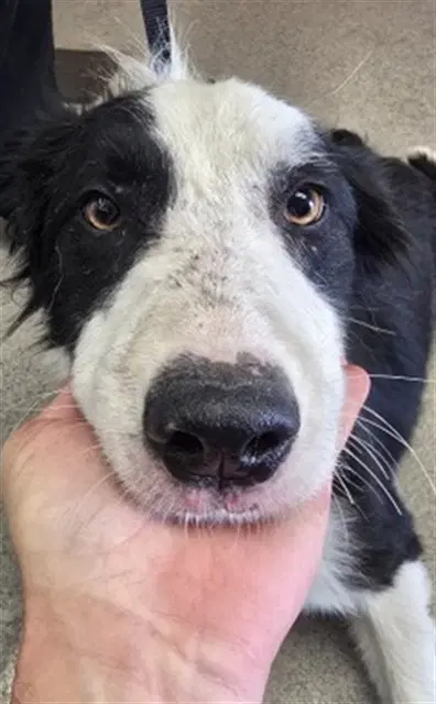 Rorey - Border Collie