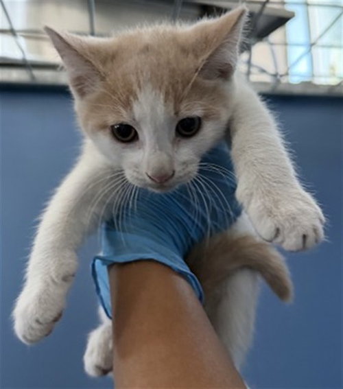 Diego, Domestic Short Hair (medium coat)