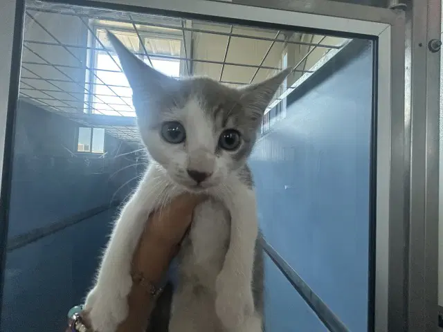 Dora - Domestic Short Hair