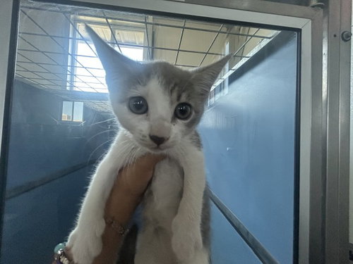 Dora, Domestic Short Hair (medium coat)