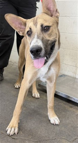 Berry, German Shepherd Dog / Mixed (medium coat)