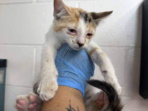 Lily, Domestic Short Hair (medium coat)
