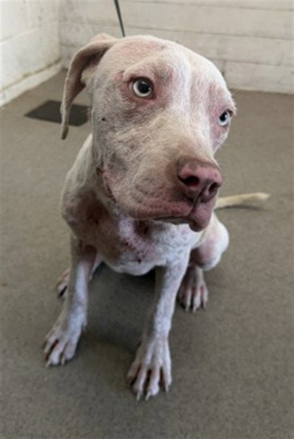 Coco, Pit Bull Terrier / Mixed (medium coat)