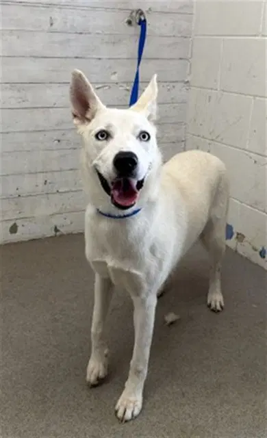 Snowball - Siberian Husky