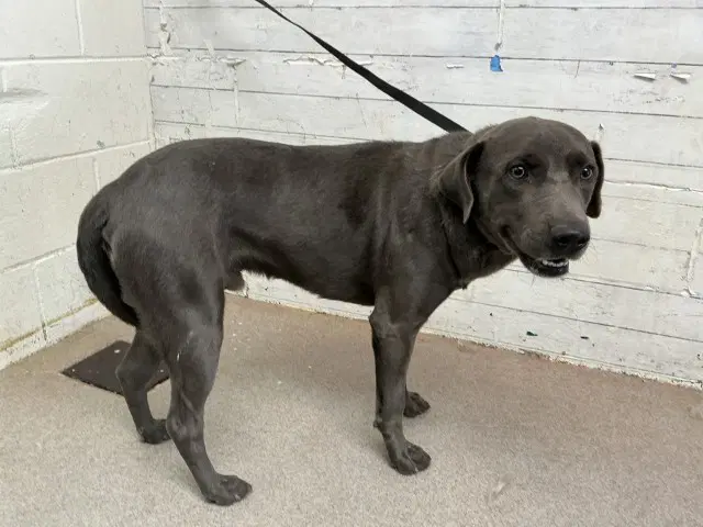 Thunder - Labrador Retriever