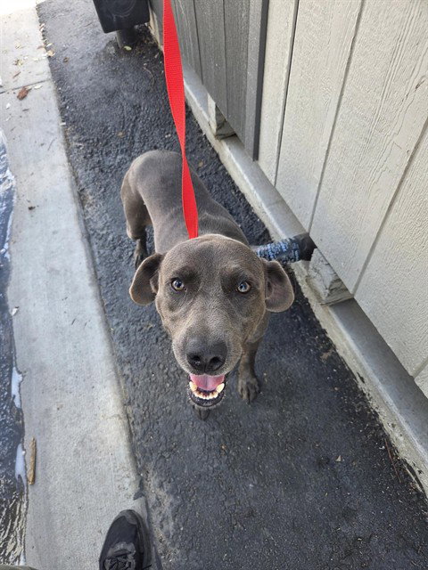 Thunder, Labrador Retriever / Mixed (medium coat)