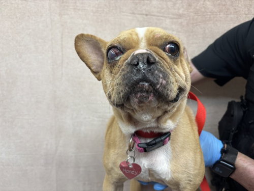 HONEY, a dog for adoption from San Bernardino City Animal Control
