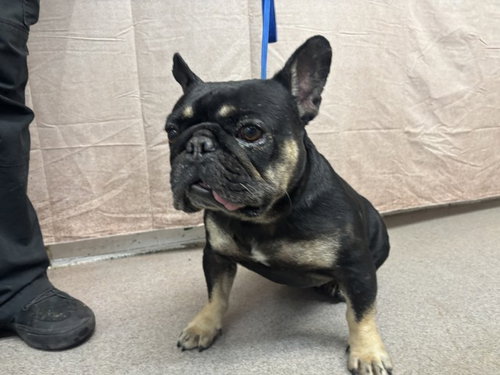 OSO, a dog for adoption from San Bernardino City Animal Control
