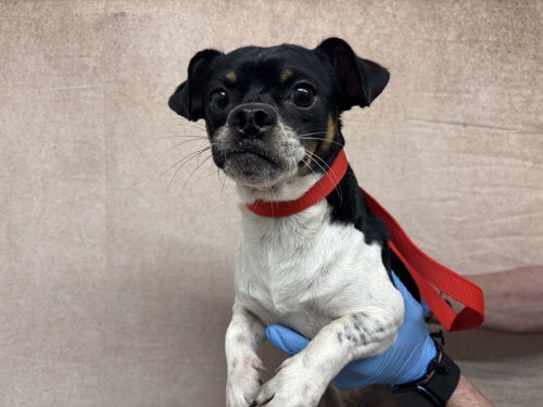 PEDRO, a dog for adoption from San Bernardino City Animal Control